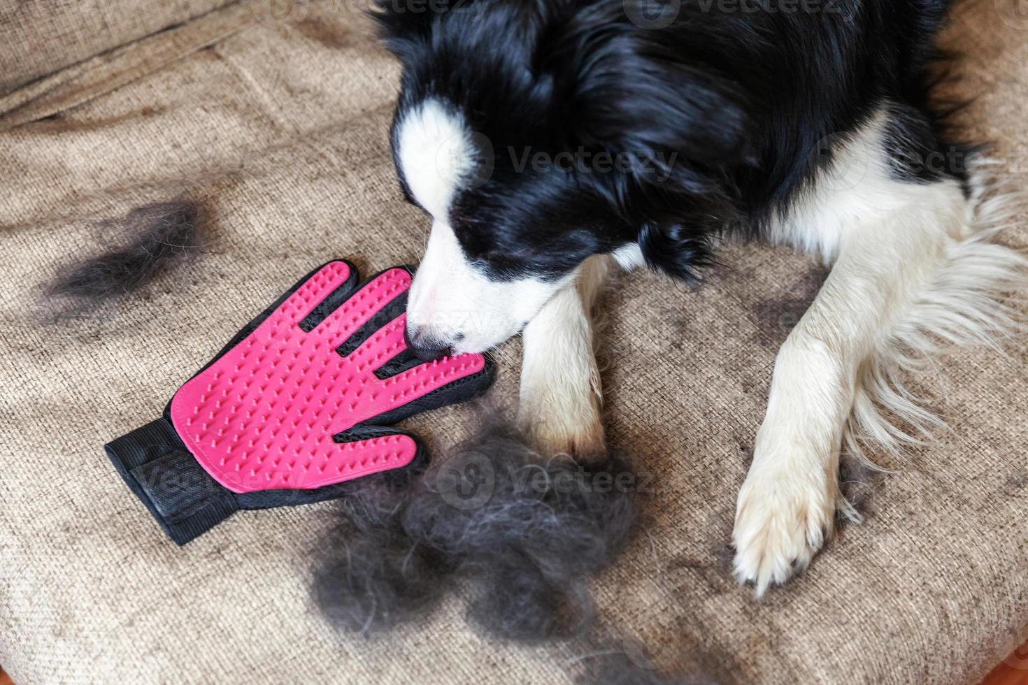 divertido retrato de lindo cachorro border collie con piel en muda acostado en el sofá. perrito peludo y lana en muda anual de primavera u otoño en casa interior. concepto de preparación para alergias a la higiene de mascotas. foto