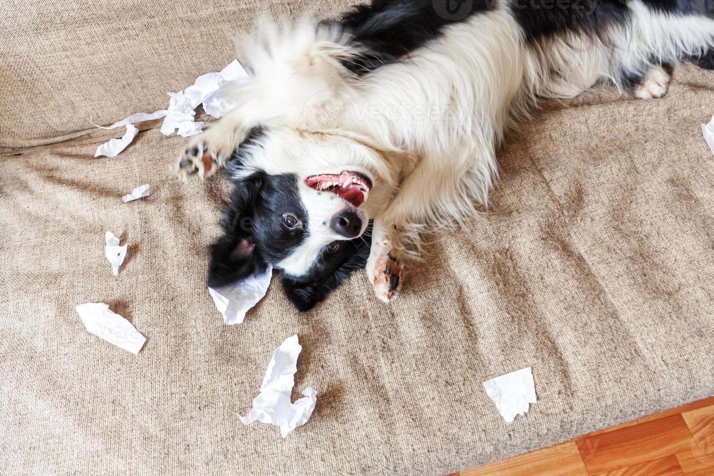 Naughty playful puppy dog border collie after mischief biting toilet paper lying on couch at home. Guilty dog and destroyed living room. Damage messy home and puppy with funny guilty look. photo