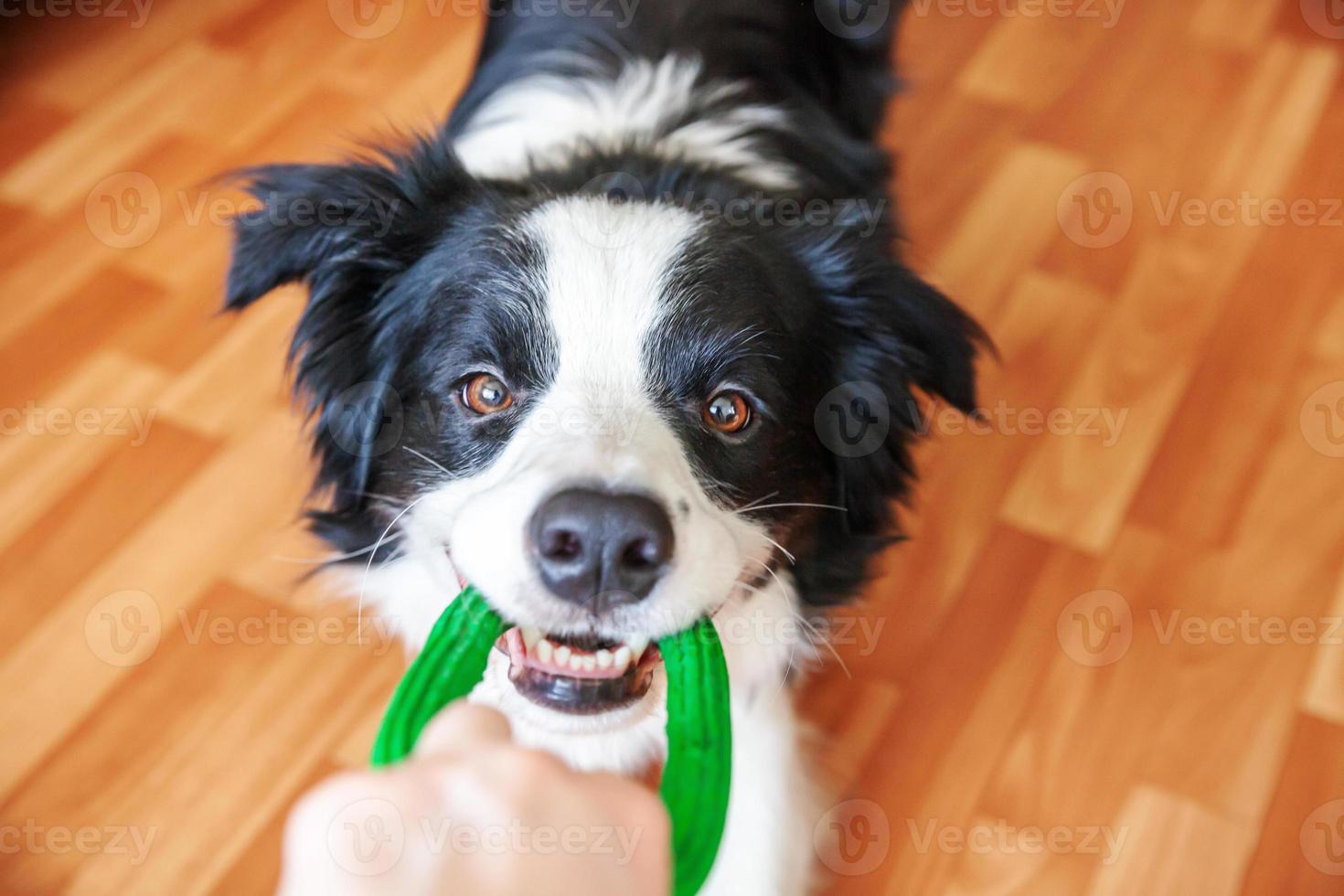 Funny portrait of cute smilling puppy dog border collie holding colourful green toy in mouth. New lovely member of family little dog at home playing with owner. Pet care and animals concept. photo