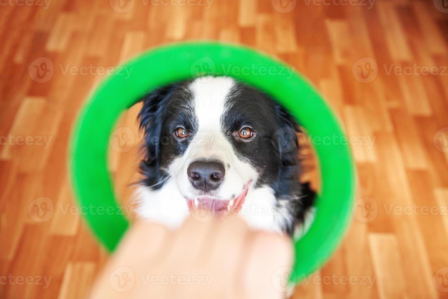 Funny portrait of cute smilling puppy dog border collie holding colourful green toy in mouth. New lovely member of family little dog at home playing with owner. Pet care and animals concept. photo