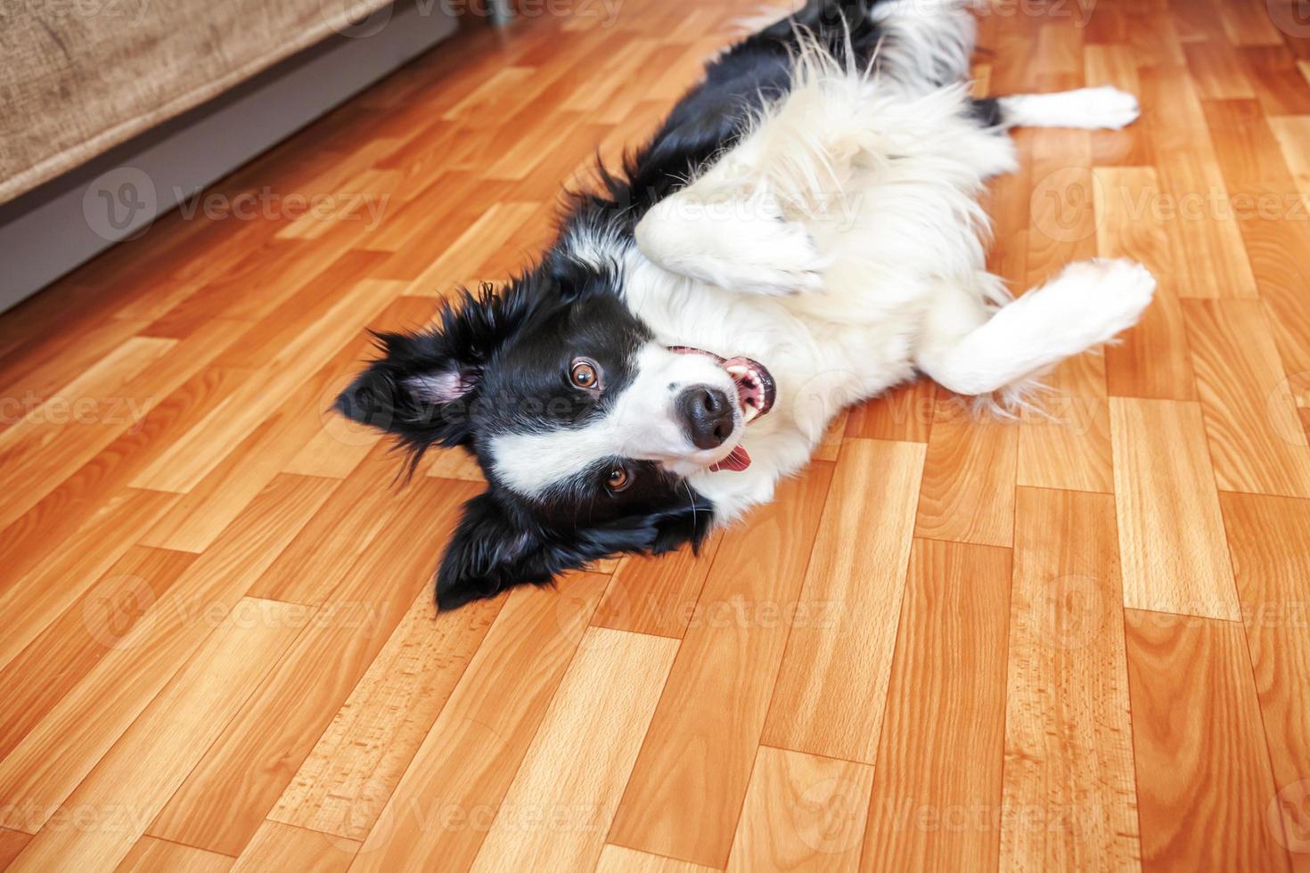 Stay home. Funny portrait of smilling puppy dog border collie lying on floor indoors. New lovely member of family little dog at home gazing and waiting. Pet care and animal life quarantine concept. photo