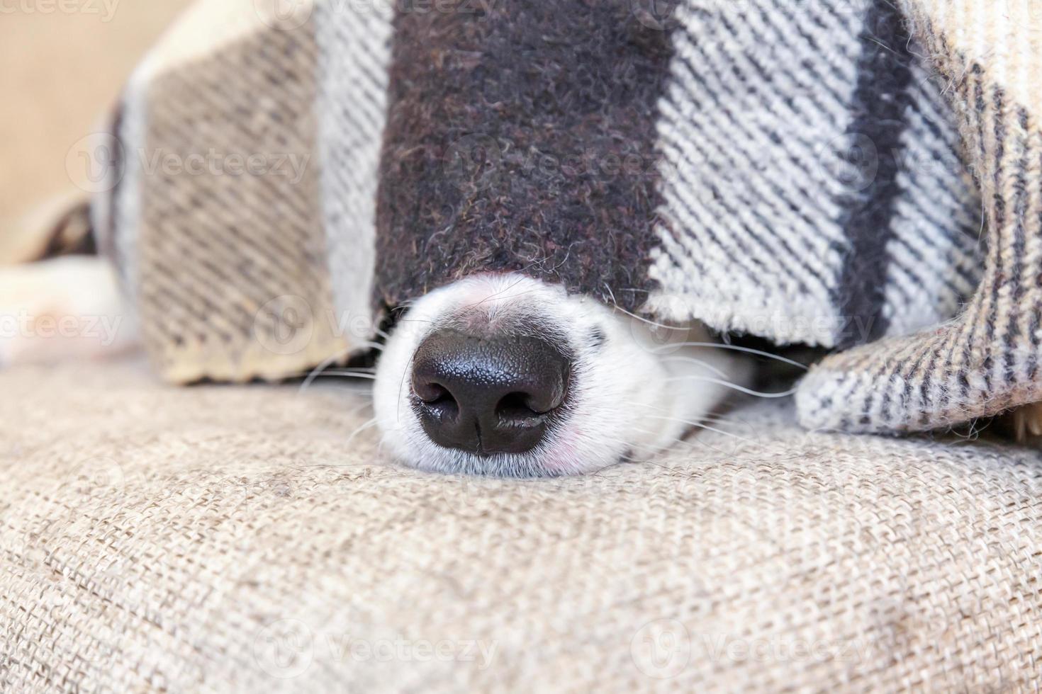 Stay home. Funny portrait of puppy dog border collie lying on couch under plaid indoors. Dog nose sticks out from under plaid close up. Pet care animal life quarantine concept. photo