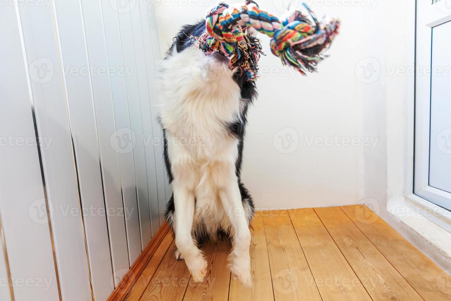 Funny portrait of cute smiling puppy dog border collie holding colourful rope toy in mouth. New lovely member of family little dog at home playing with owner. Pet care and animals concept. photo