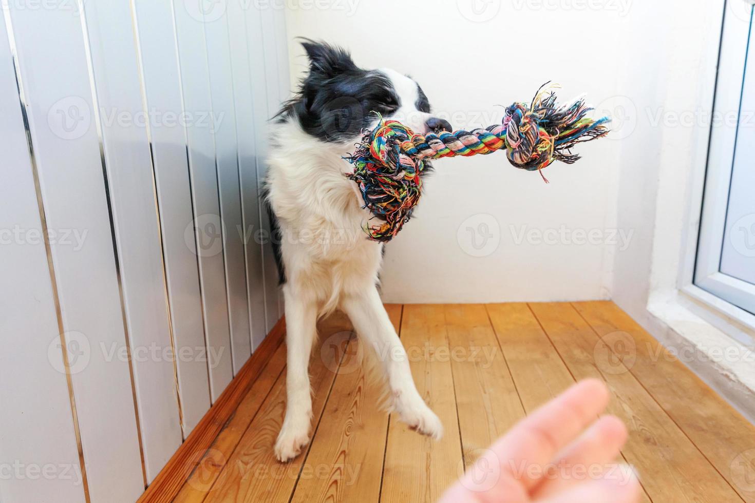 Funny portrait of cute smiling puppy dog border collie holding colourful rope toy in mouth. New lovely member of family little dog at home playing with owner. Pet care and animals concept. photo