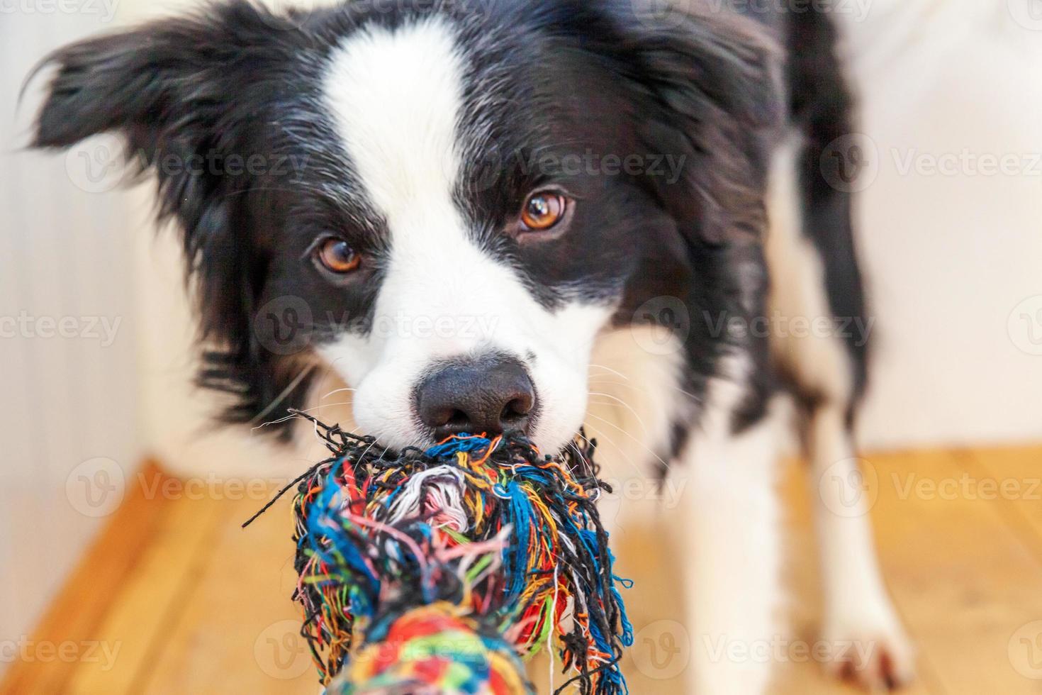 Funny portrait of cute smiling puppy dog border collie holding colourful rope toy in mouth. New lovely member of family little dog at home playing with owner. Pet care and animals concept. photo