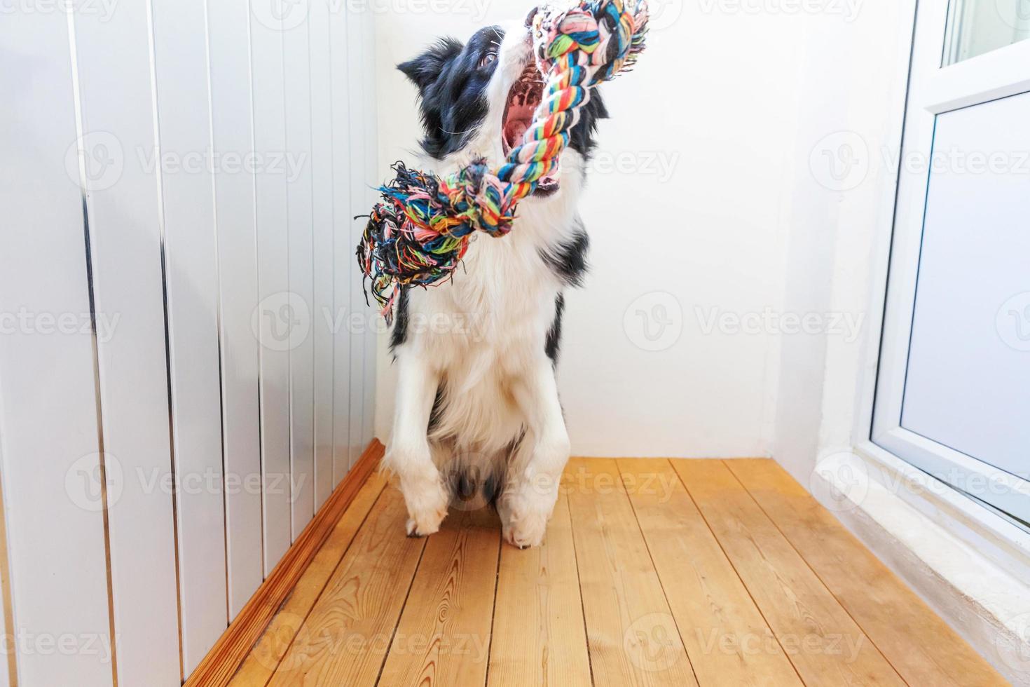 Funny portrait of cute smiling puppy dog border collie holding colourful rope toy in mouth. New lovely member of family little dog at home playing with owner. Pet care and animals concept. photo