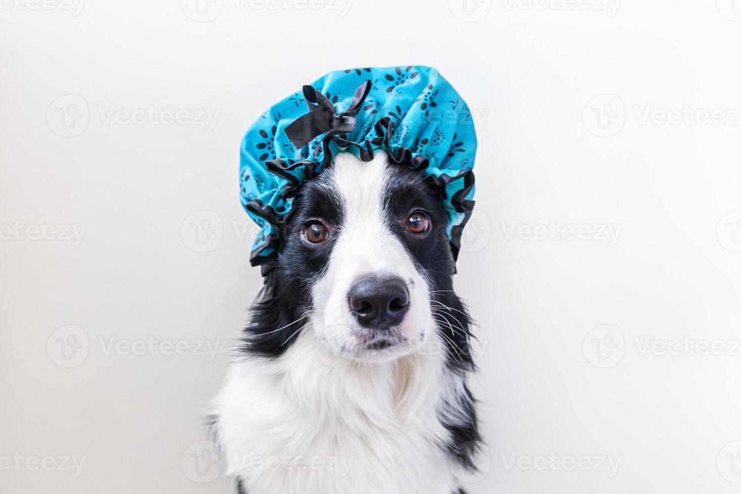 Funny studio portrait of cute puppy dog border collie wearing shower cap isolated on white background. Cute little dog ready for wash in bathroom. Spa treatments in grooming salon. photo