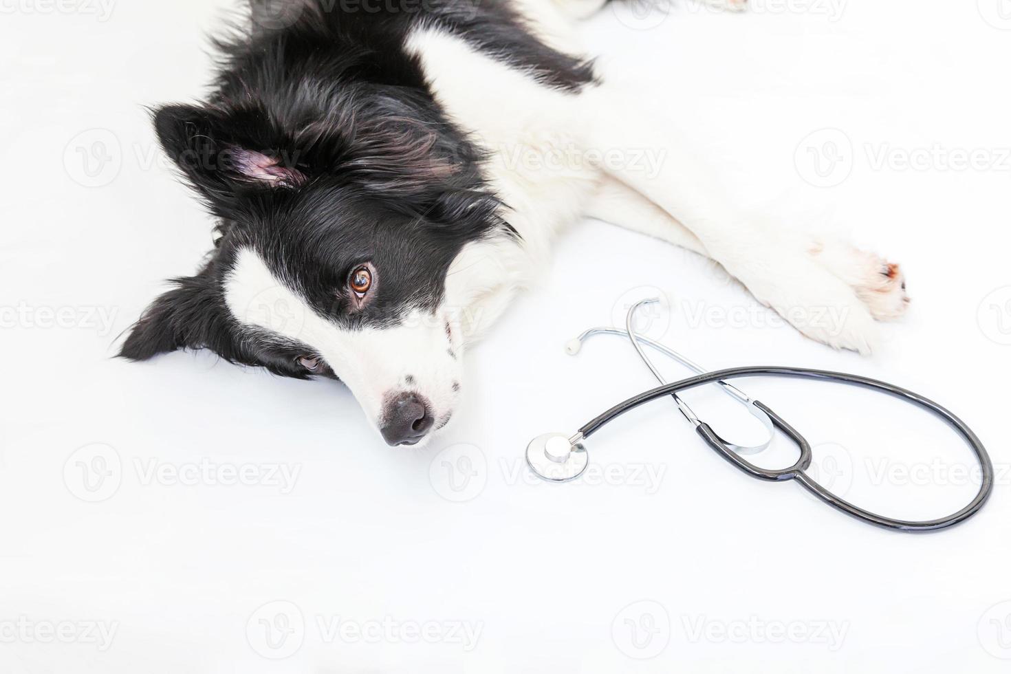 cachorro border collie y estetoscopio aislado sobre fondo blanco. perrito en la recepción del médico veterinario en la clínica veterinaria. cuidado de la salud de las mascotas y el concepto de animales. foto