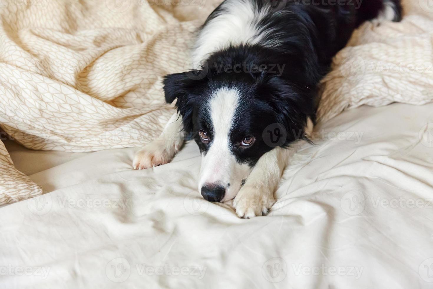 Portrait of cute smiling puppy dog border collie lay on pillow blanket in bed. Do not disturb me let me sleep. Little dog at home lying and sleeping. Pet care and funny pets animals life concept. photo