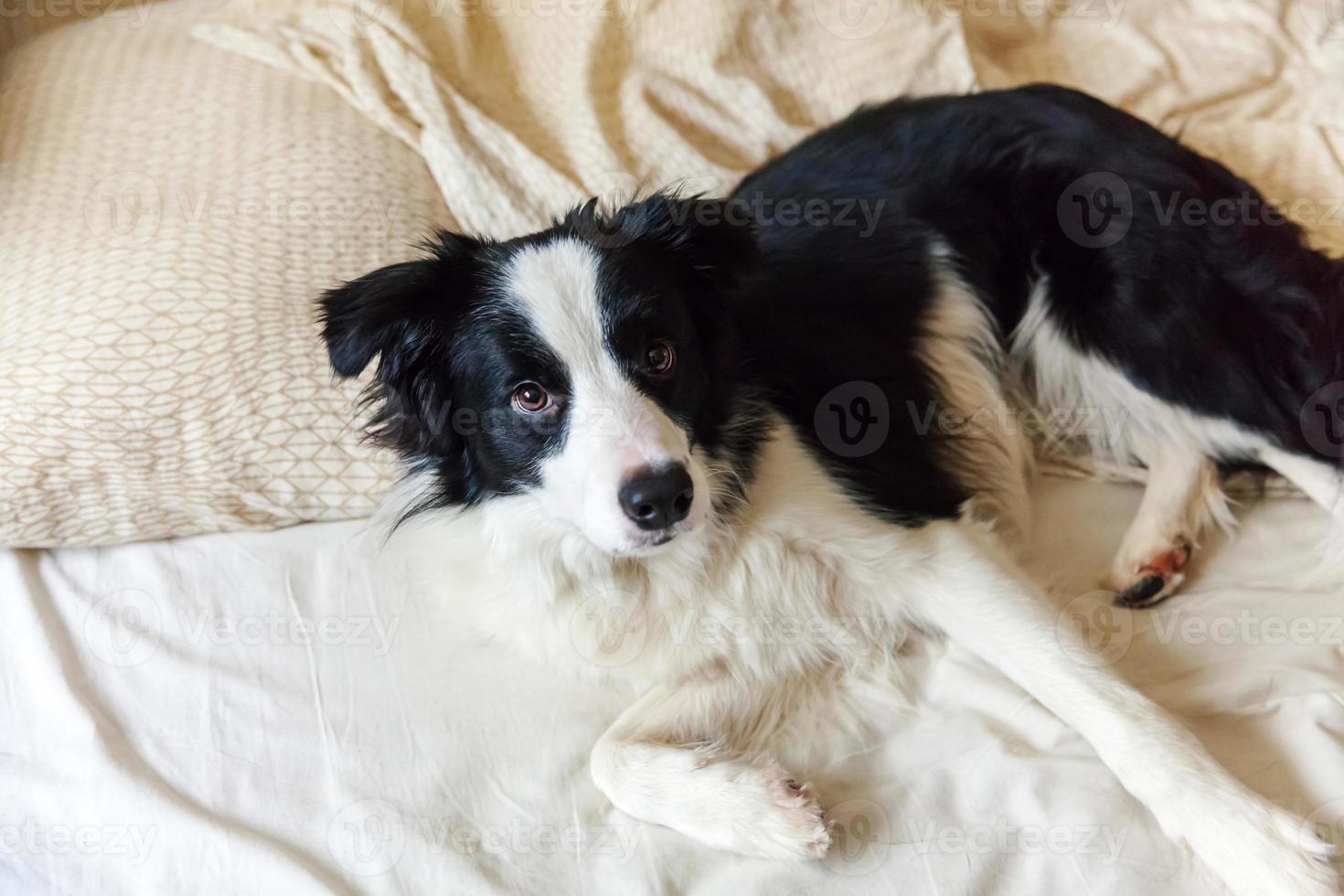 Portrait of cute smiling puppy dog border collie lay on pillow blanket in bed. Do not disturb me let me sleep. Little dog at home lying and sleeping. Pet care and funny pets animals life concept. photo