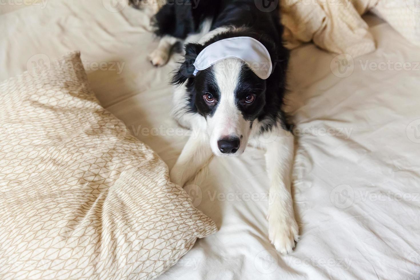 Do not disturb me let me sleep. Funny puppy border collie with sleeping eye mask lay on pillow blanket in bed Little dog at home lying and sleeping. Rest good night insomnia siesta relaxation concept photo