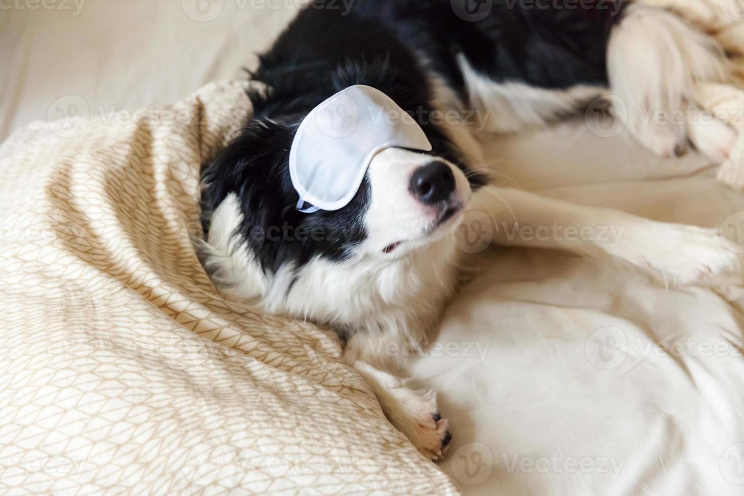 Do not disturb me let me sleep. Funny puppy border collie with sleeping eye mask lay on pillow blanket in bed Little dog at home lying and sleeping. Rest good night insomnia siesta relaxation concept photo