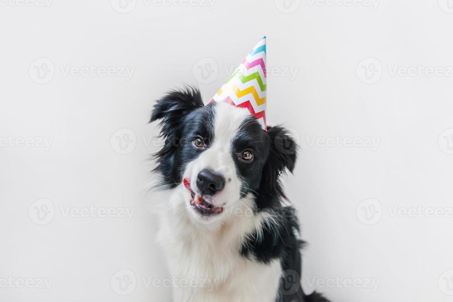 retrato divertido de un lindo cachorro sonriente border collie con un sombrero tonto de cumpleaños mirando a la cámara aislada en el fondo blanco. concepto de fiesta de feliz cumpleaños. divertidas mascotas animales vida. foto