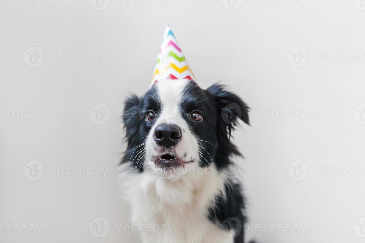 Funny portrait of cute smiling puppy dog border collie wearing birthday silly hat looking at camera isolated on white background. Happy Birthday party concept. Funny pets animals life. photo