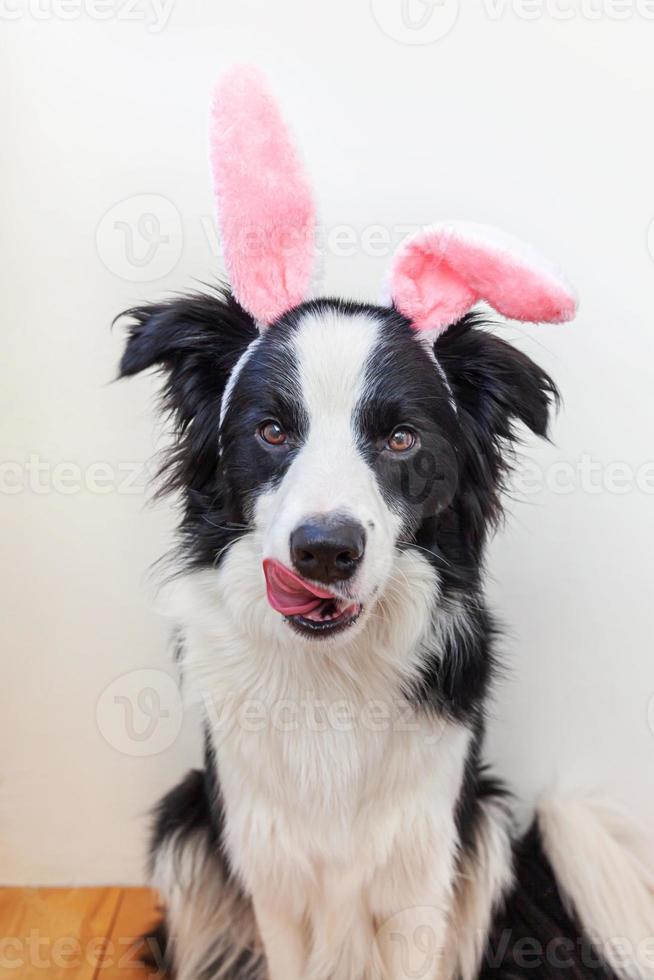 feliz concepto de pascua. retrato divertido de un lindo cachorro sonriente border collie con orejas de conejo de pascua sobre fondo blanco en casa. preparación para las vacaciones. tarjeta de felicitación de primavera. foto