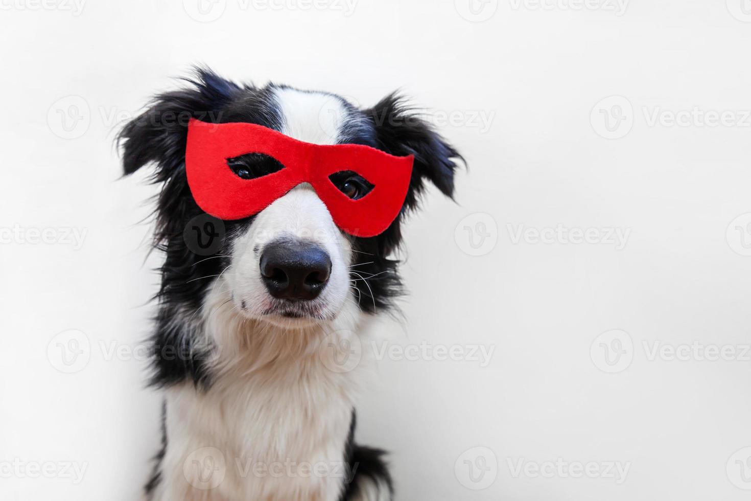 Funny studio portrait of cute smiling dog border collie in superhero costume isolated on white background. Puppy wearing red super hero mask in carnival or halloween. Justice help strenght concept. photo