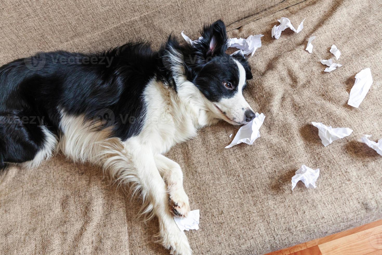 travieso cachorro juguetón border collie después de travesuras mordiendo papel higiénico acostado en el sofá en casa. perro culpable y sala de estar destruida. daña el hogar desordenado y el cachorro con una mirada divertida y culpable. foto