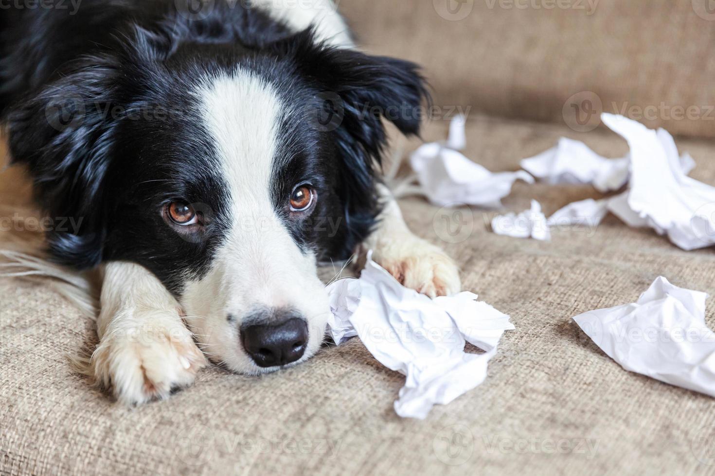 Naughty playful puppy dog border collie after mischief biting toilet paper lying on couch at home. Guilty dog and destroyed living room. Damage messy home and puppy with funny guilty look. photo