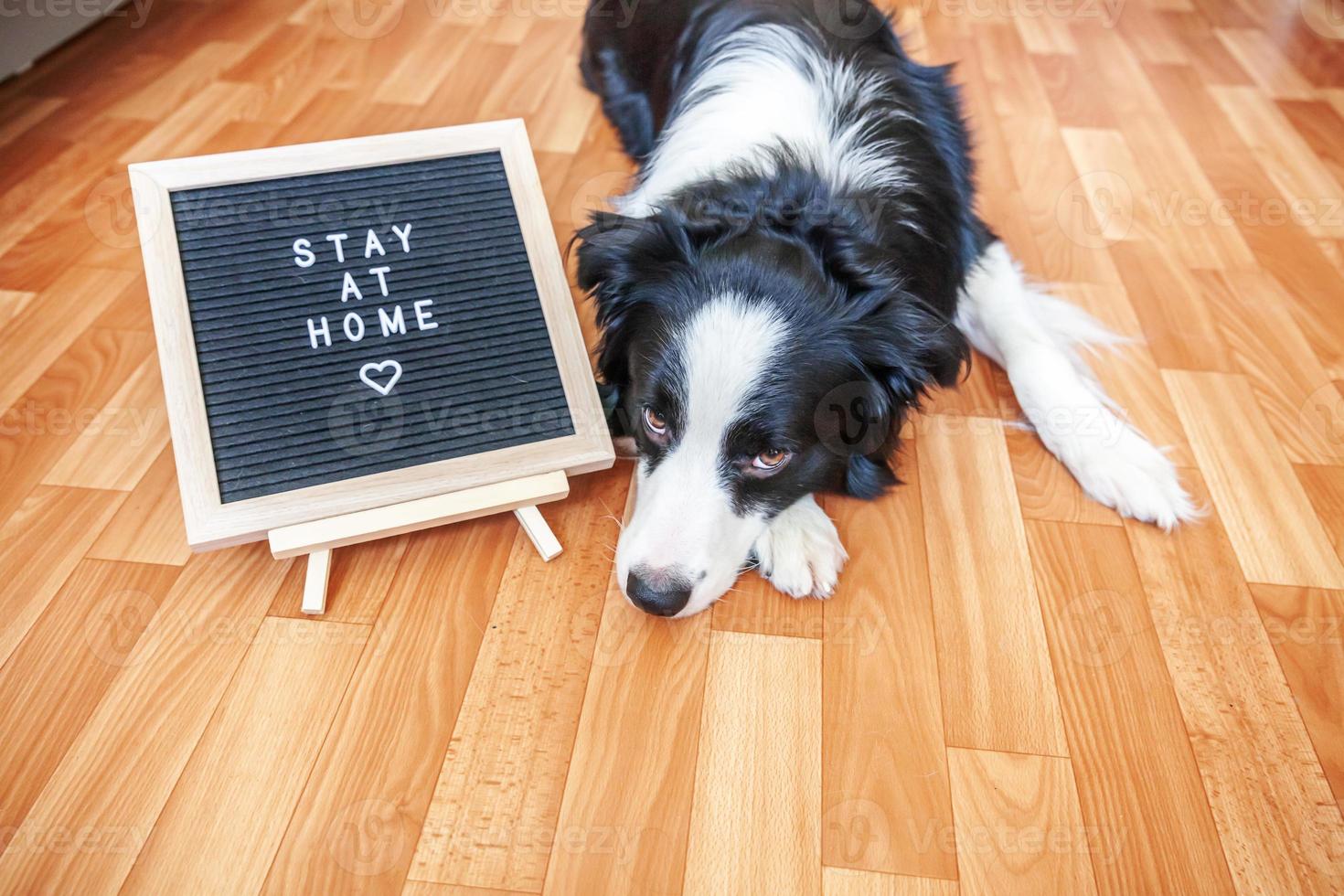 Stay home. Funny portrait of cute puppy dog with letter board inscription STAY AT HOME word lying on floor. New lovely member of family little dog at home indoors. Pet care quarantine concept. photo