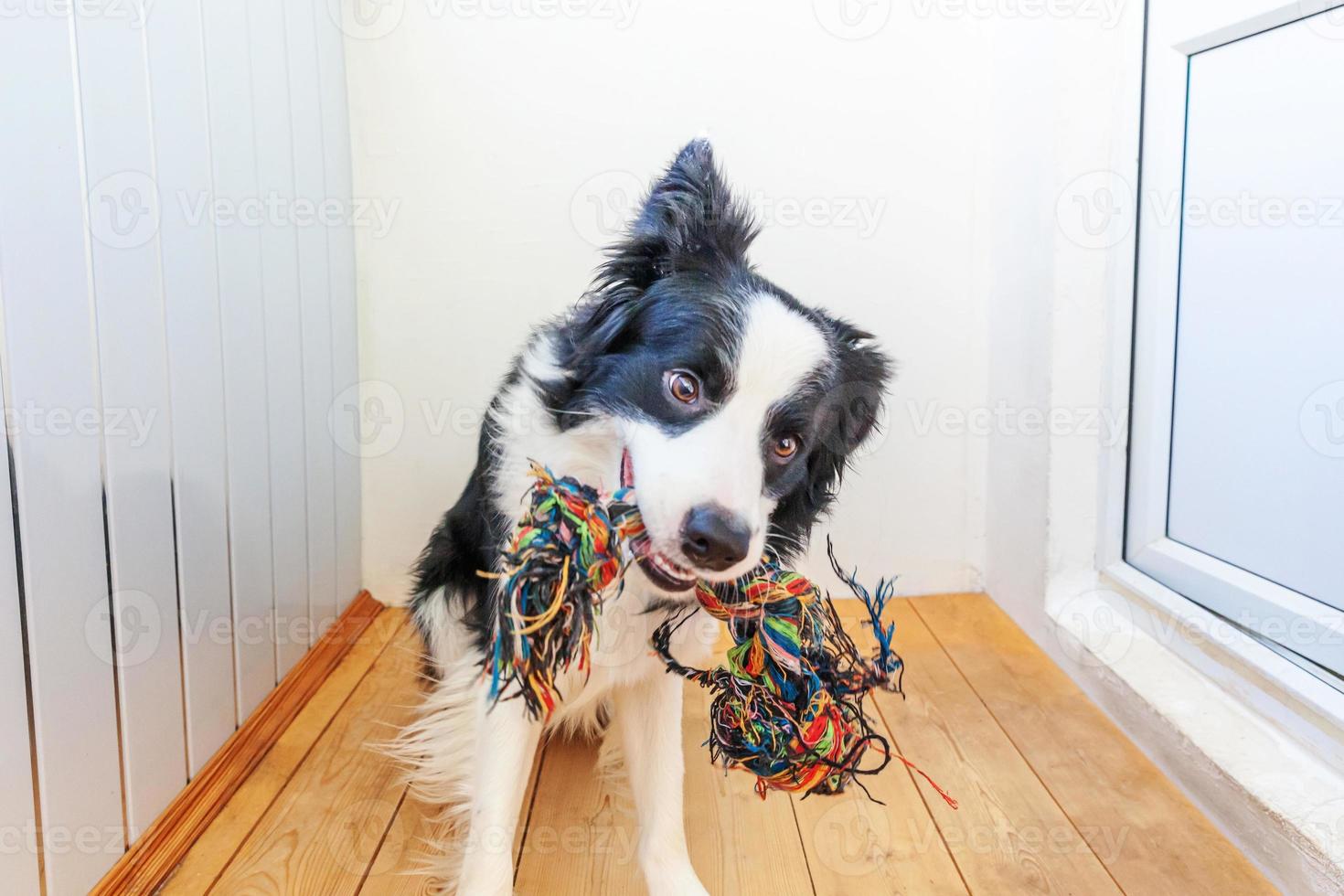 Funny portrait of cute smiling puppy dog border collie holding colourful rope toy in mouth. New lovely member of family little dog at home playing with owner. Pet care and animals concept. photo