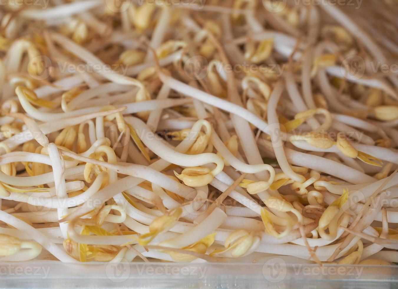 Mung bean sprouts vegetables photo