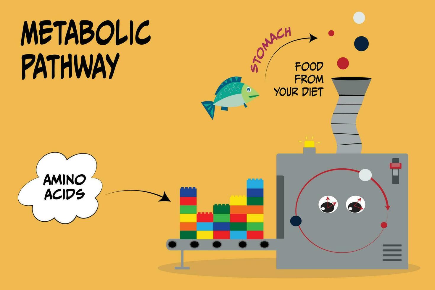 metabolism schematic showing pathway from food to amino acids vector