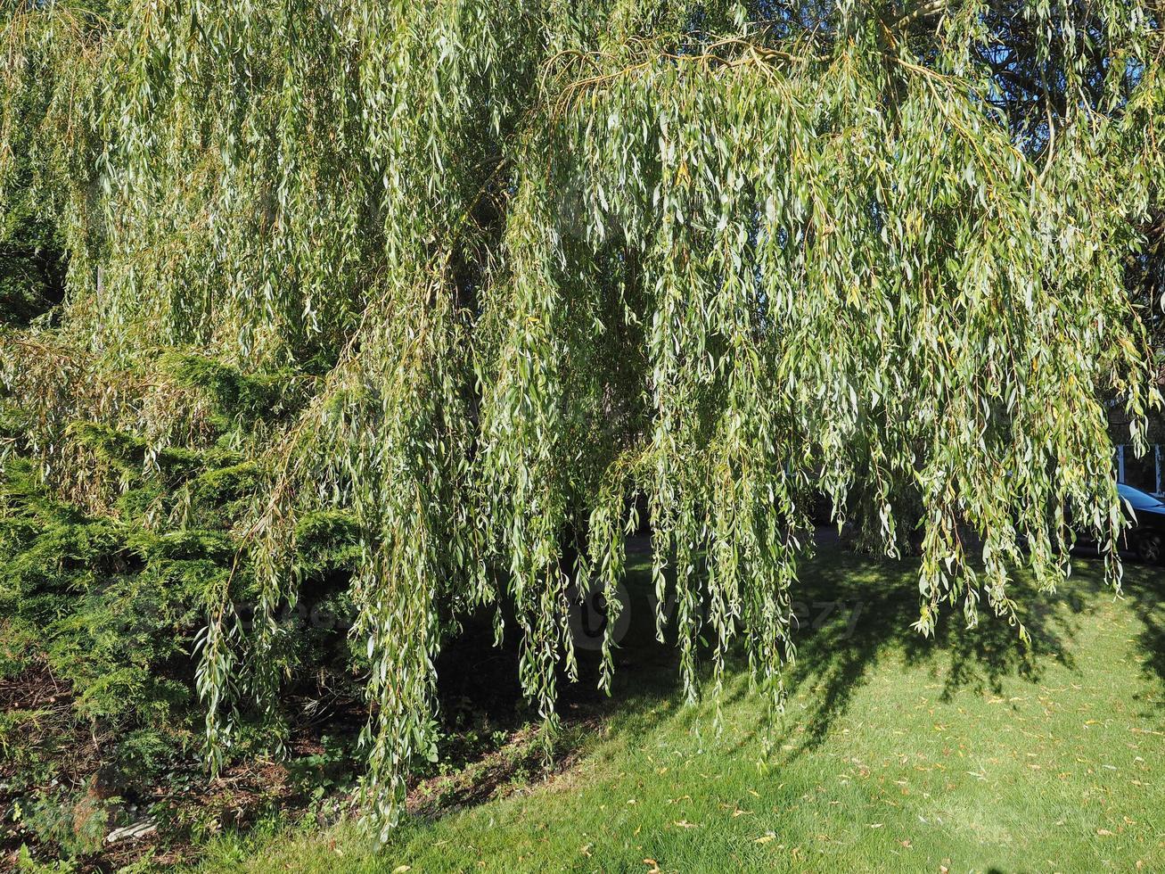 Weeping Willow tree photo