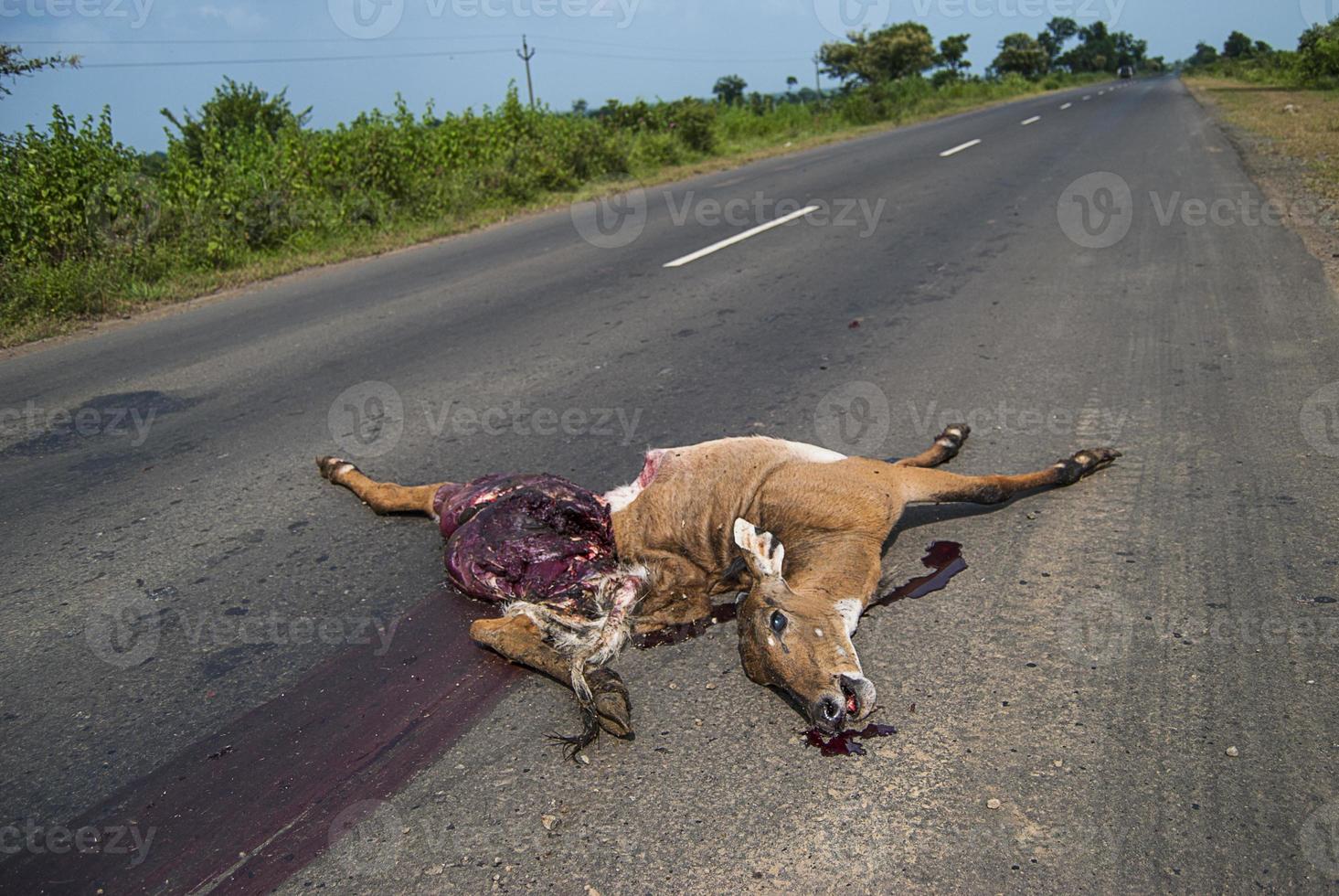 Dead animal on the road hit by a vehicle, drive carefully, accident photo