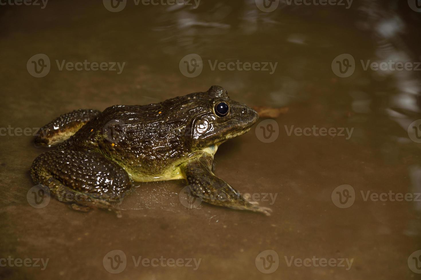 Frog in water or pond, close up photo