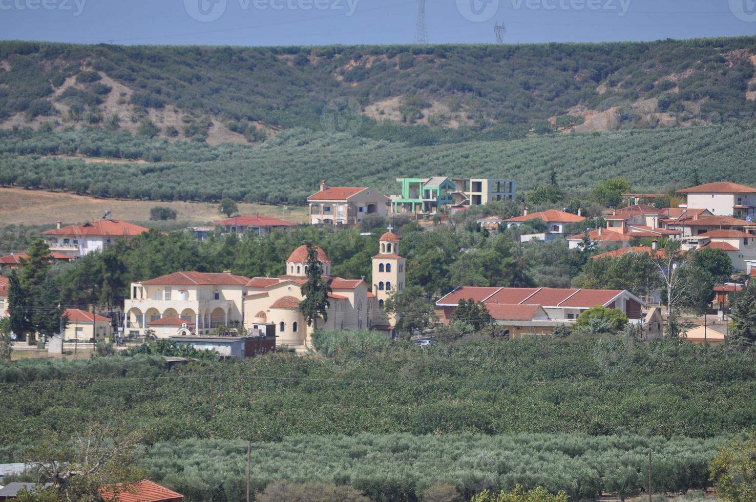 Olive trees in Chalkidiki photo