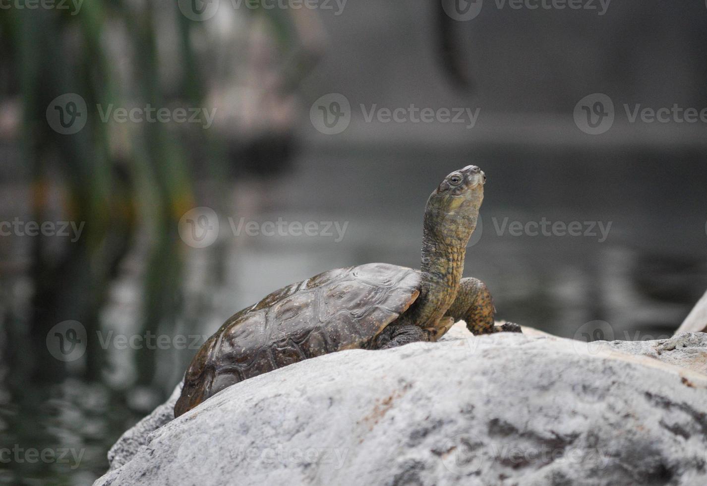 tortuga reptil animal foto