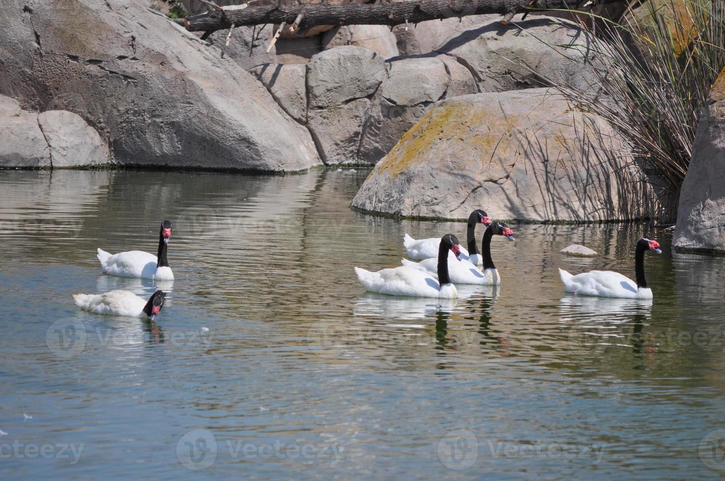Black necked swan bird animal photo