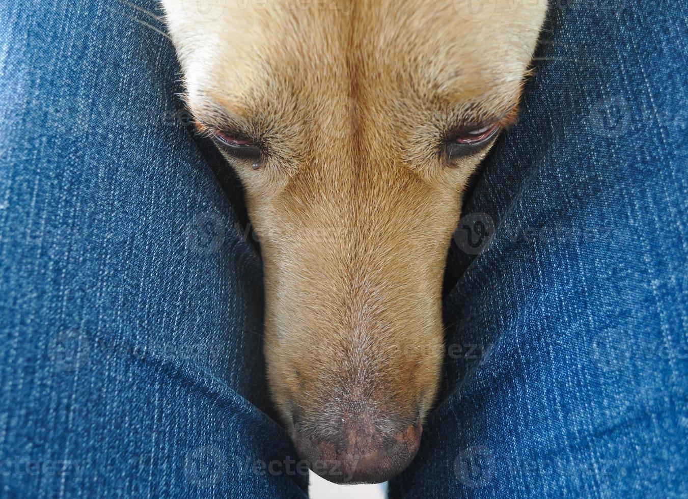 Labrador Retriever dog aka simply Labrador or Lab photo