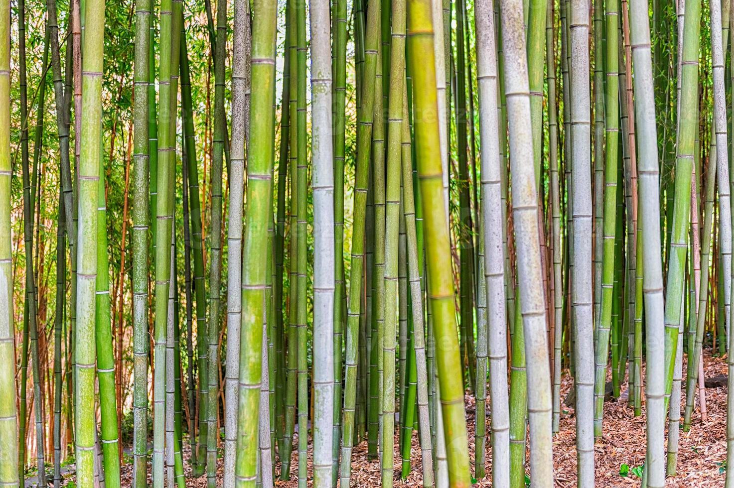 fondo con patrón de follaje de árboles de bambú foto