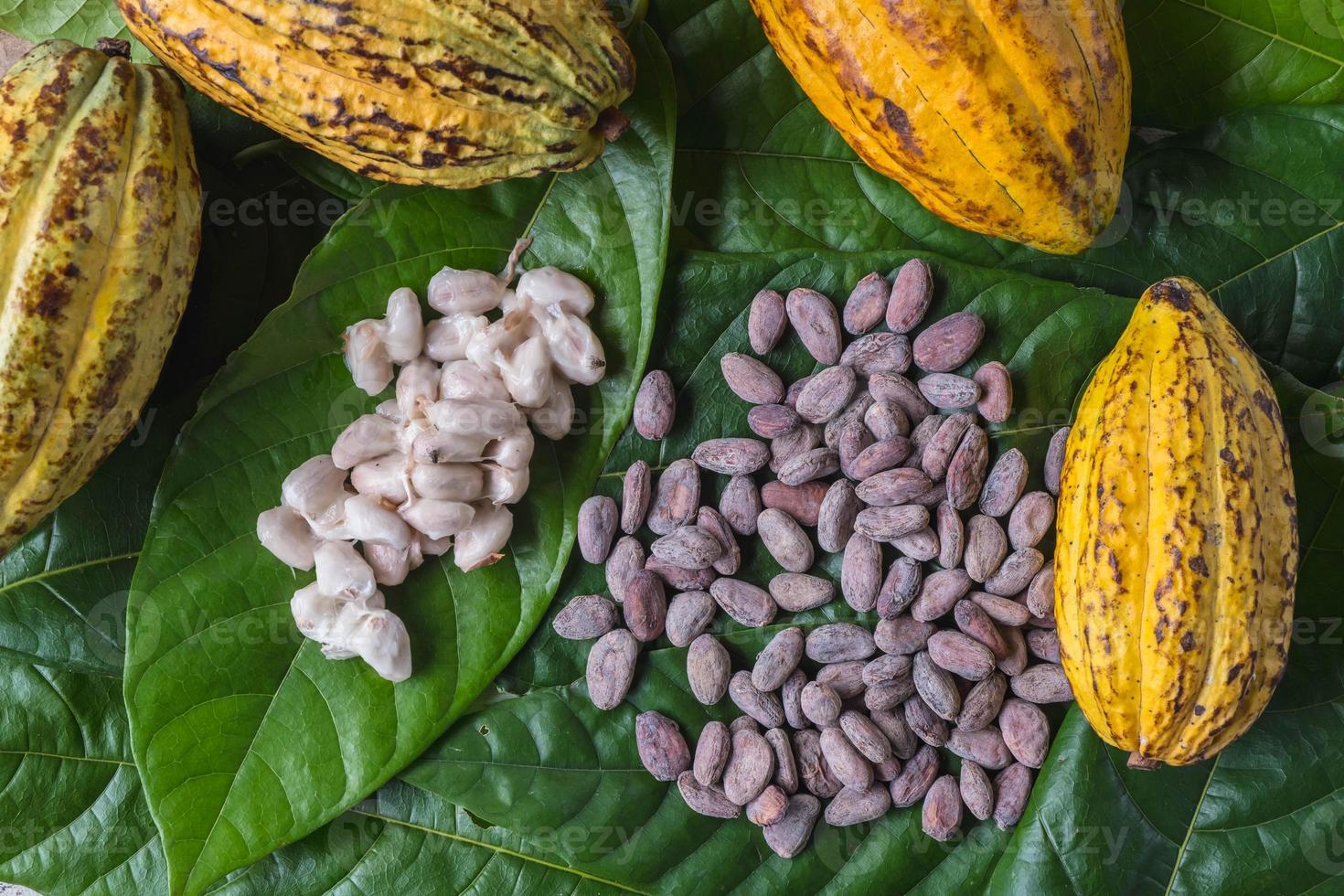 Fresh cocoa pods and fresh cocoa beans with dried cocoa beans photo