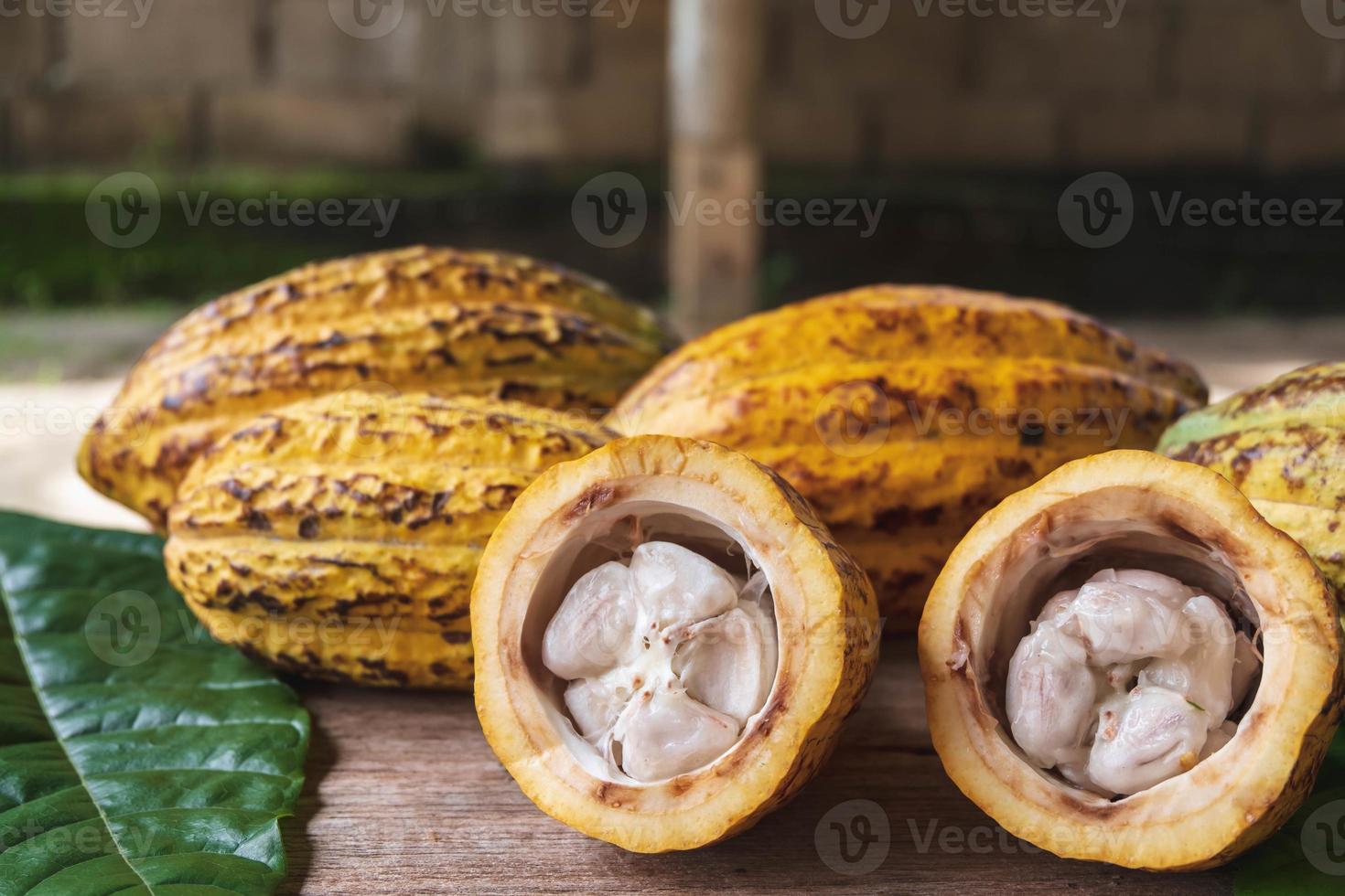 Halved cocoa fruit and cocoa pods photo