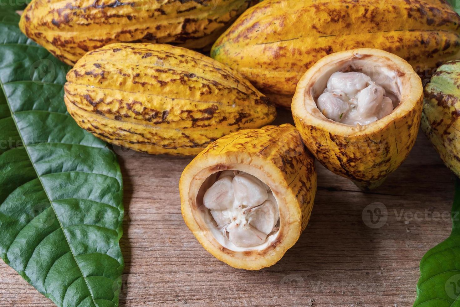 Halved cocoa fruit and cocoa pods photo