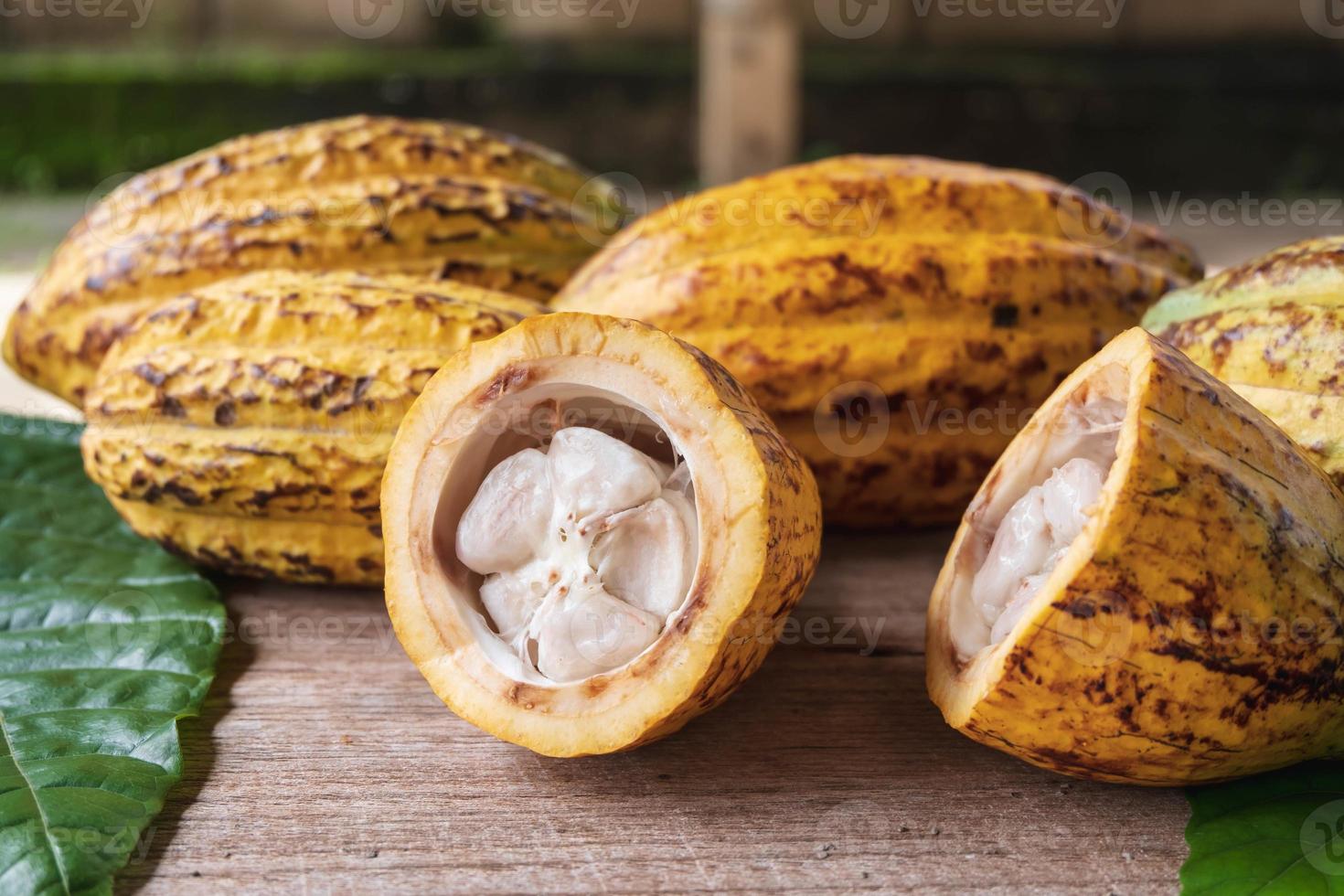 Halved cocoa fruit and cocoa pods photo