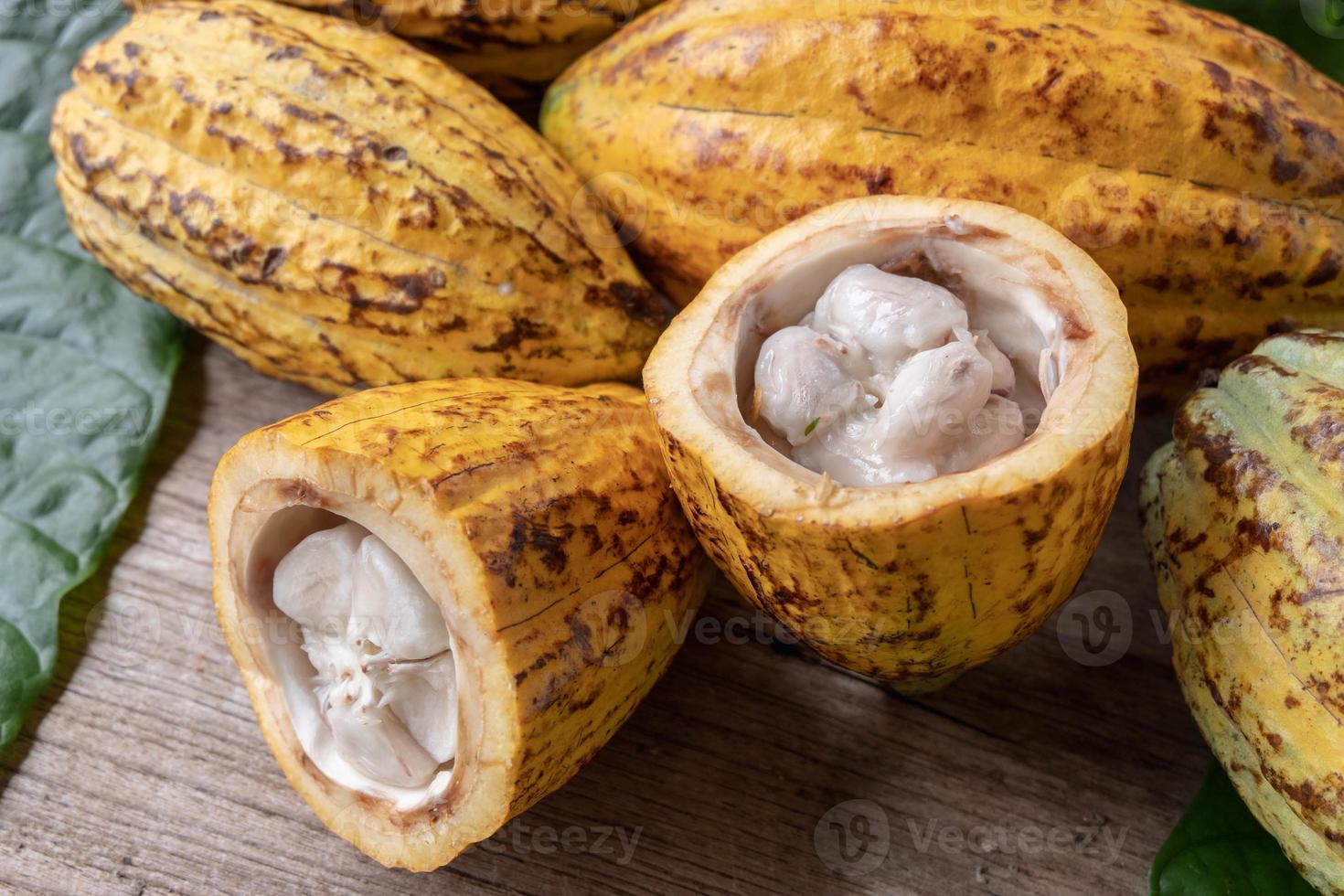 Halved cocoa fruit and cocoa pods photo