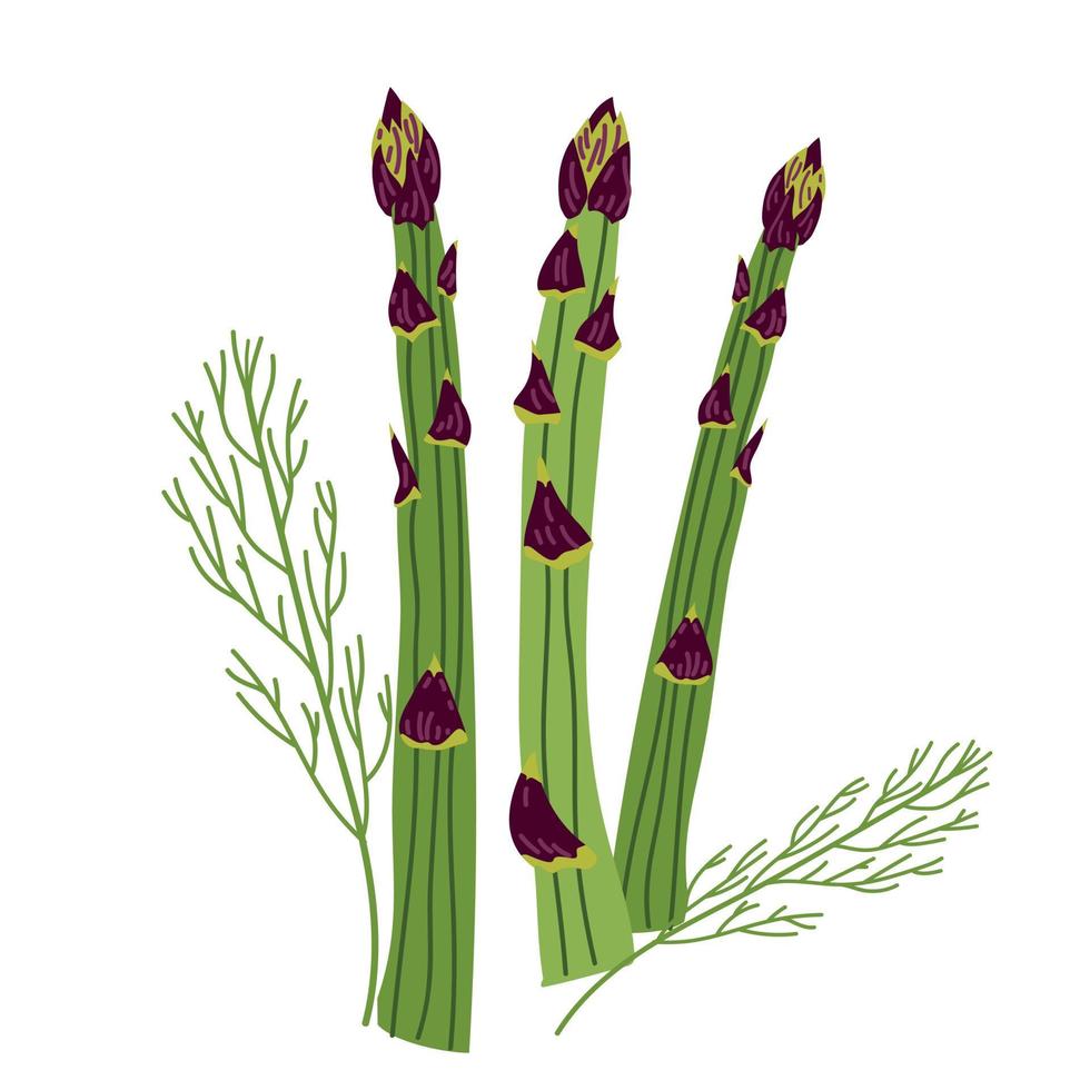 Three sprigs of juicy green asparagus vector