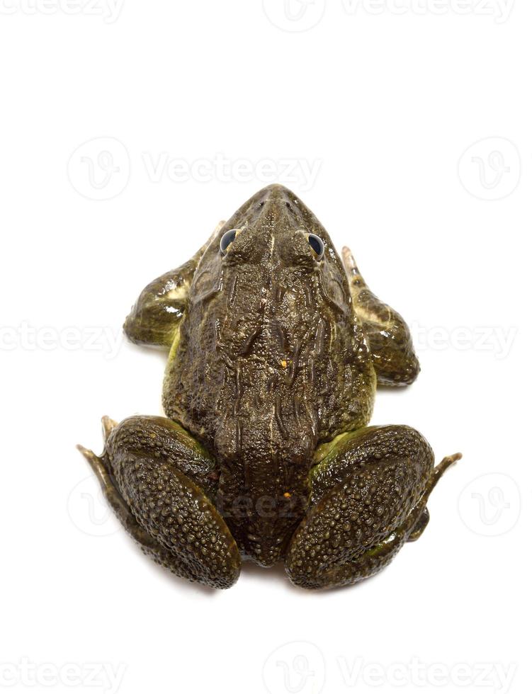 Close up of Frog isolated on a white background photo