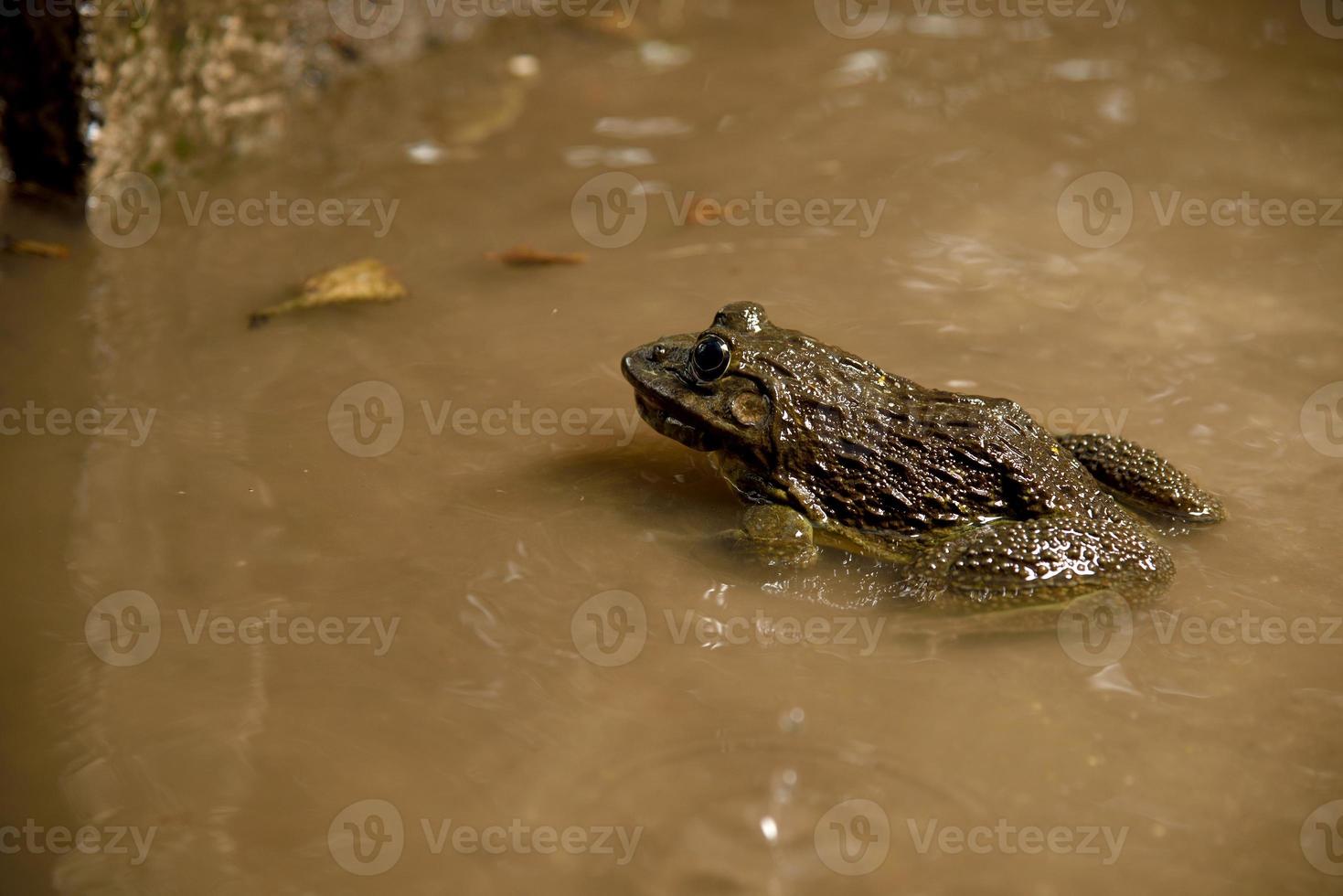 Frog in water or pond, close up photo