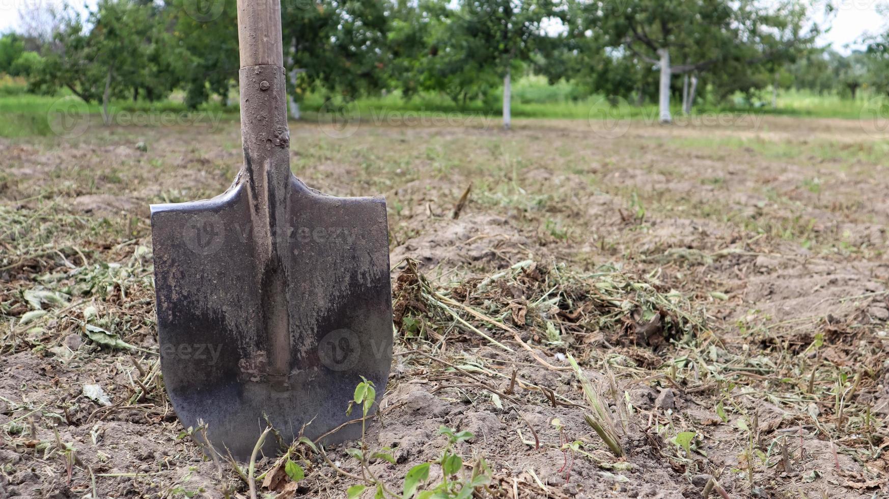 A sharp old farmer's shovel sticks out of the ground in cultivated agricultural fields. Garden village. hard manual work photo