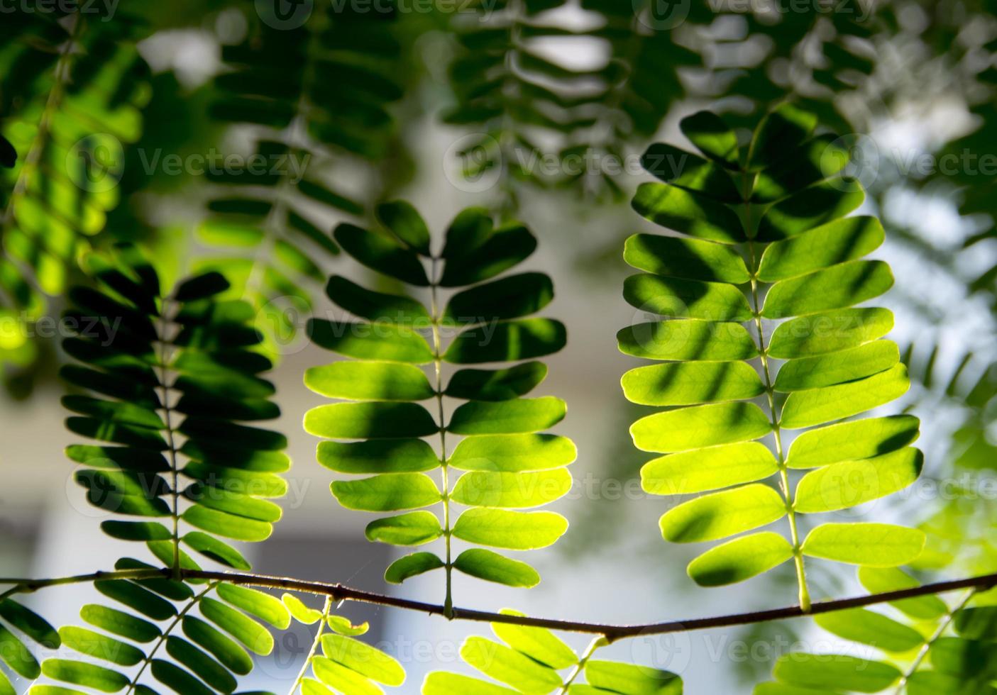 Light shines on the leaves of the tamarind tree photo