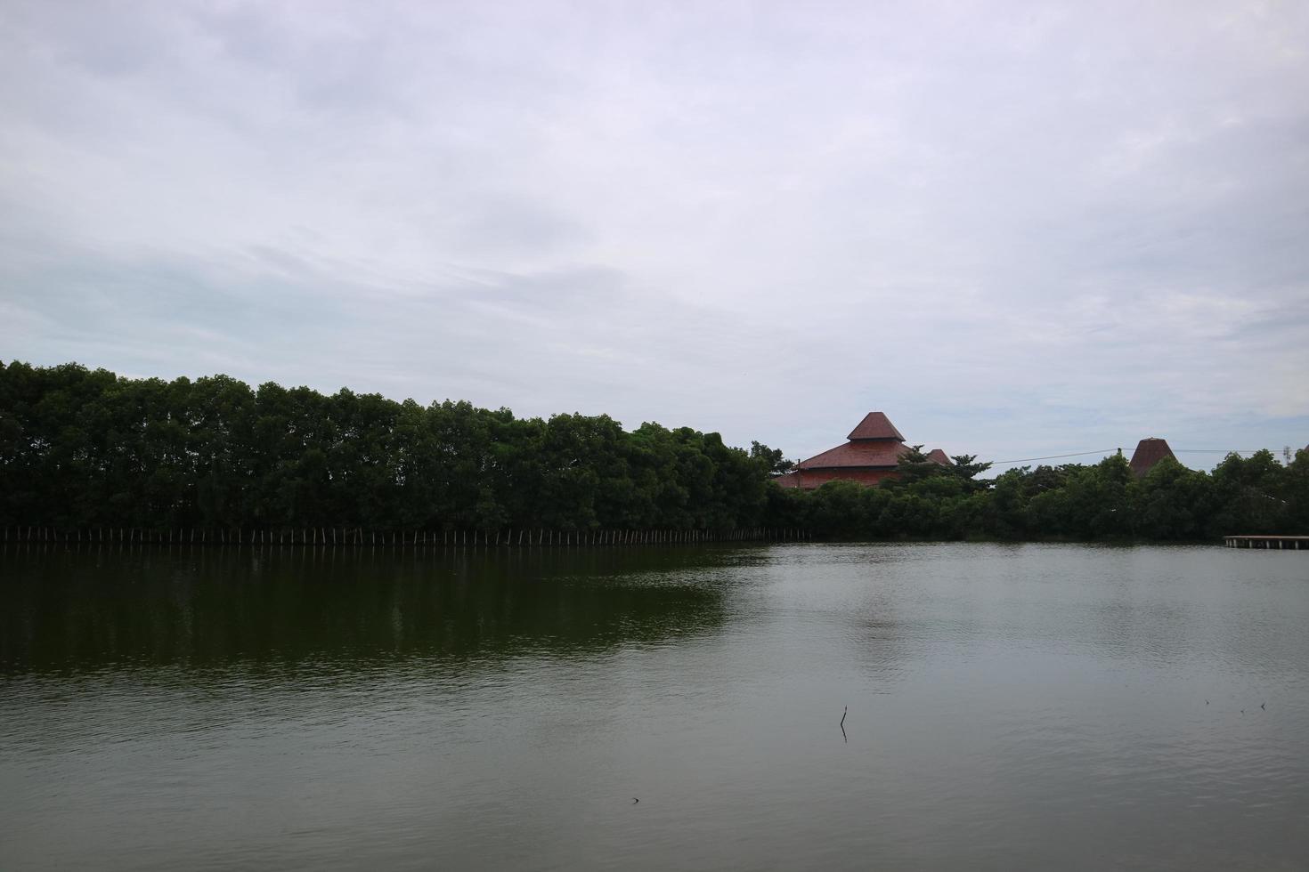 Mangrove trees on the edge of the swamp photo