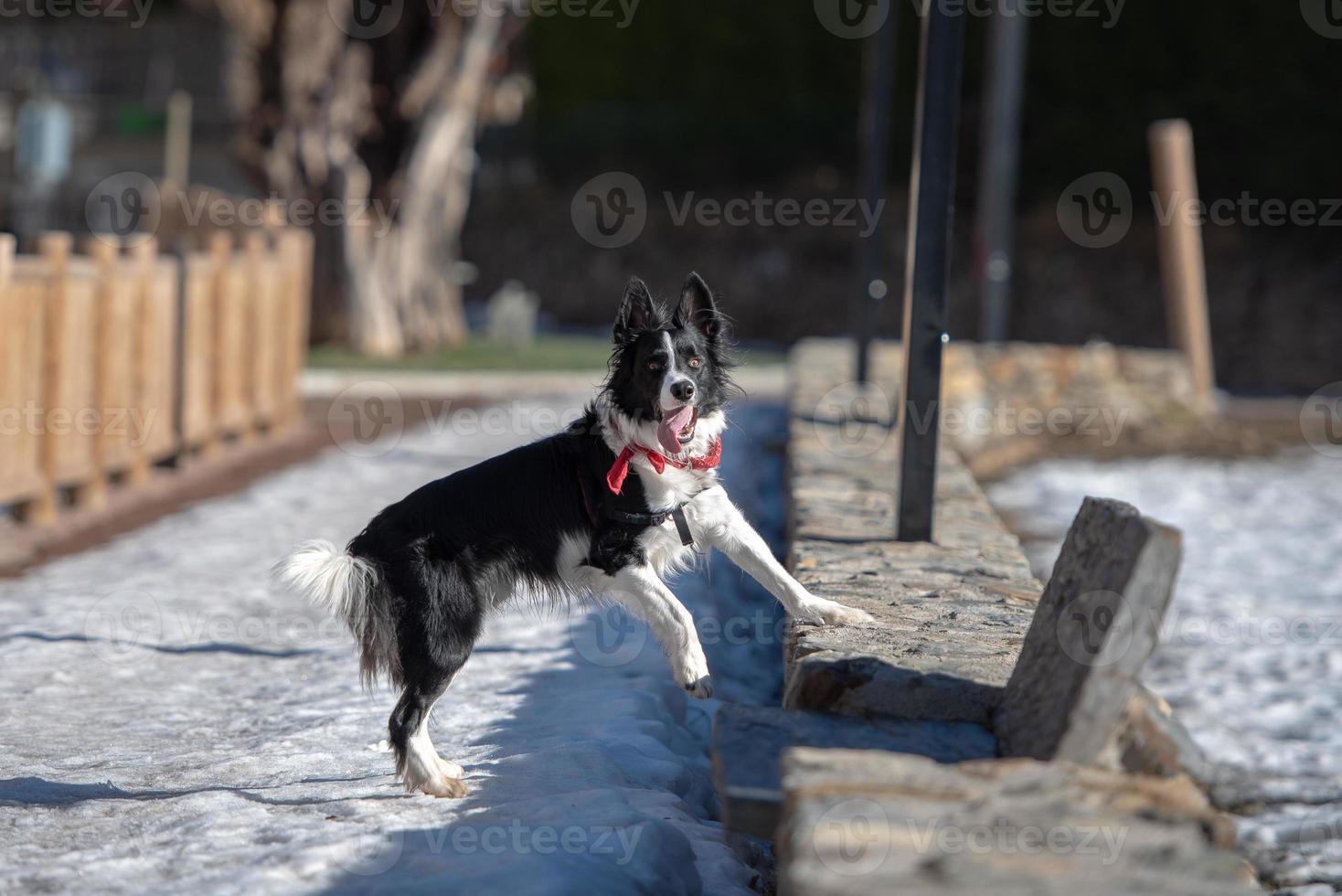 Border Collie in the Snow in a sunny day. photo