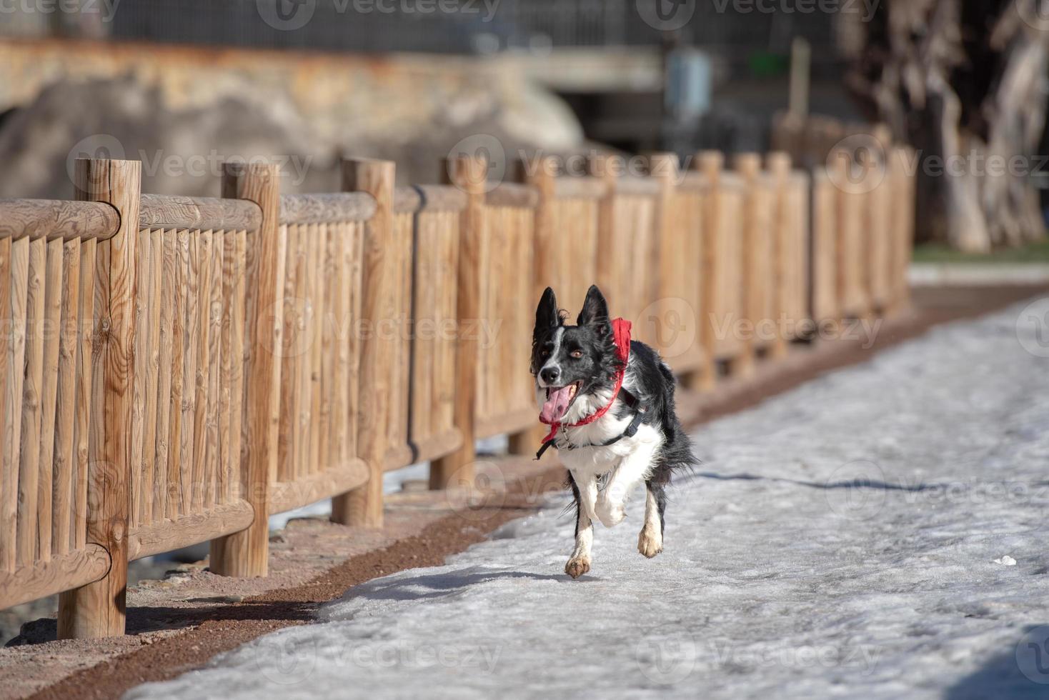 Border Collie in the Snow in a sunny day. photo