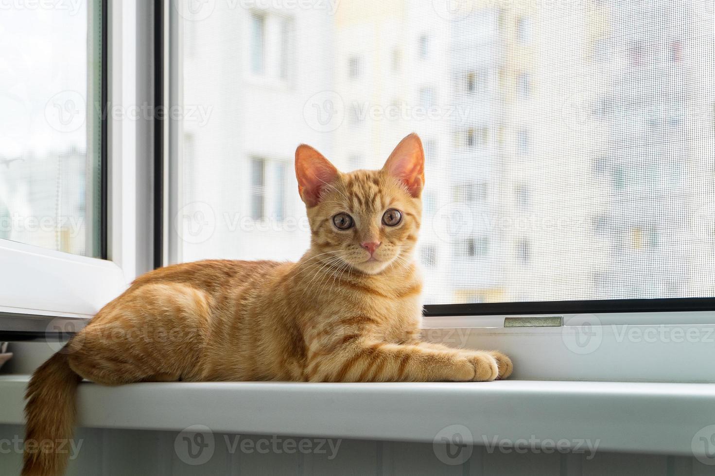 el gatito atigrado rojo se encuentra en el alféizar de la ventana. Red protectora anti-mosquitos antivandálica anti-gatos. foto
