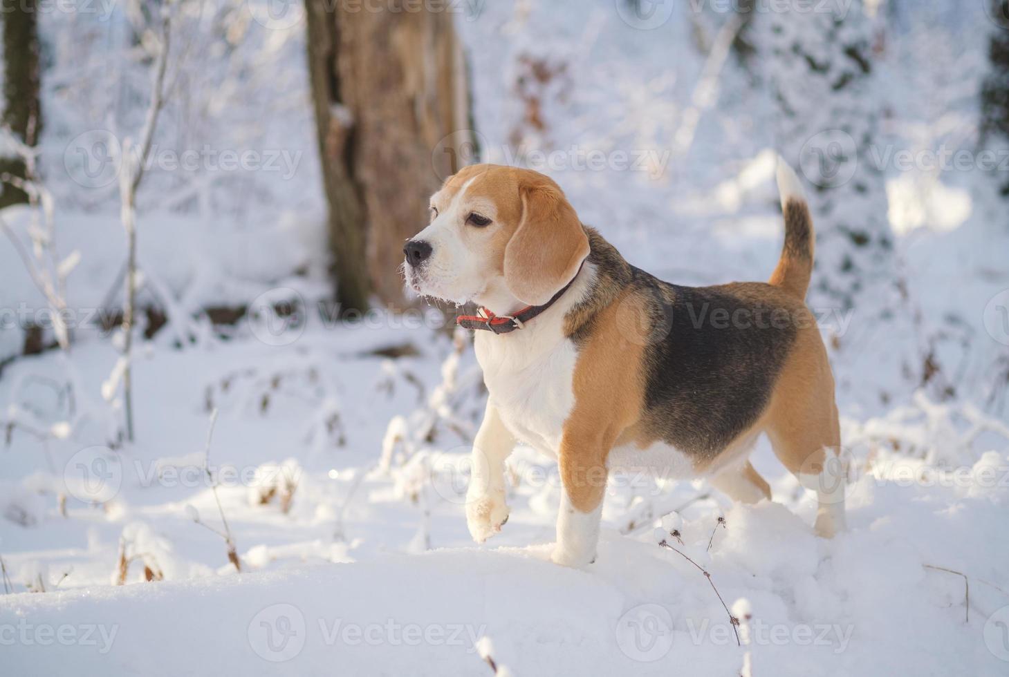 retrato de un perro beagle para dar un paseo en un parque de invierno nevado foto