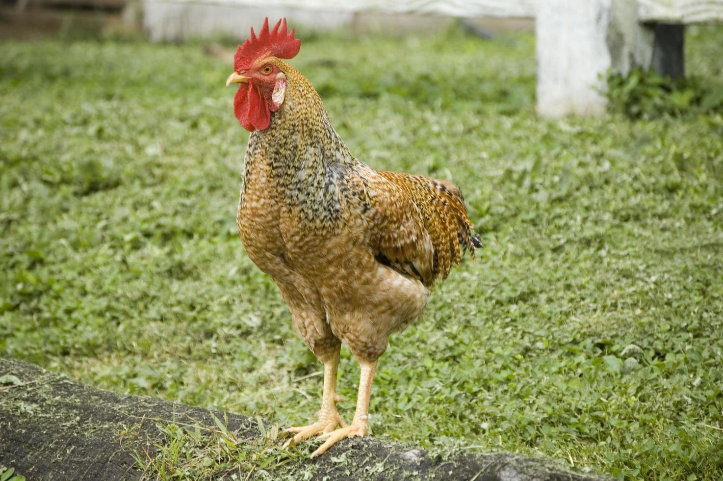 Portrait of a brown hen on a green field, where she can eat grass and walk. Organic farming. Costa Rica photo